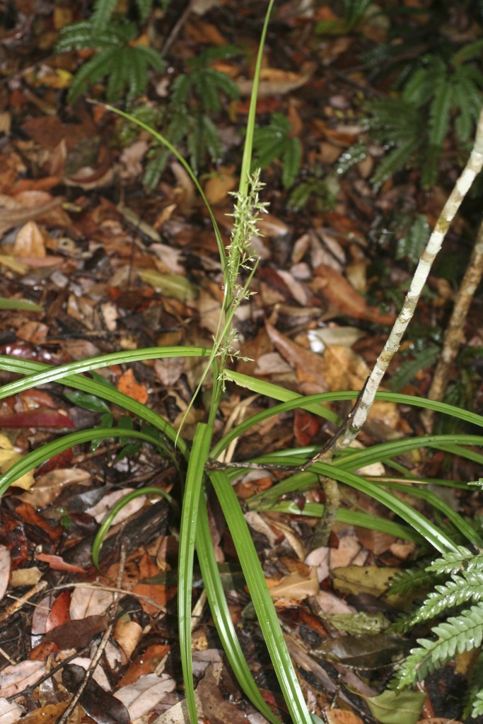 Carex horsfieldii
