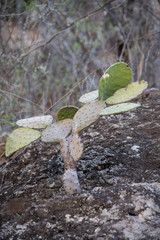 Opuntia rileyi
