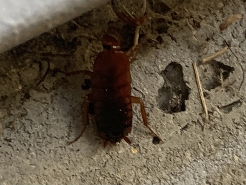 Turkestan Cockroach