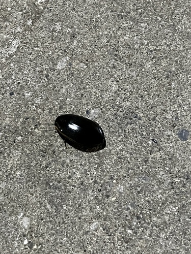 Fringed Diving Beetle
