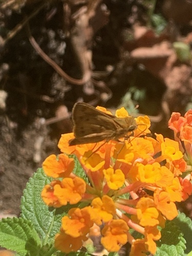 Fiery Skipper