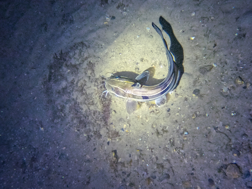 Striped Eel Catfish