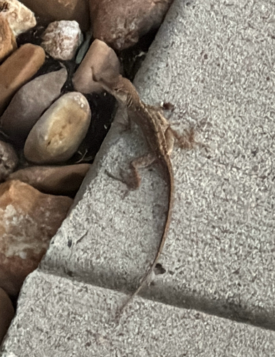 Brown Anole