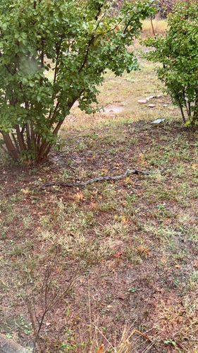 Western Ratsnake