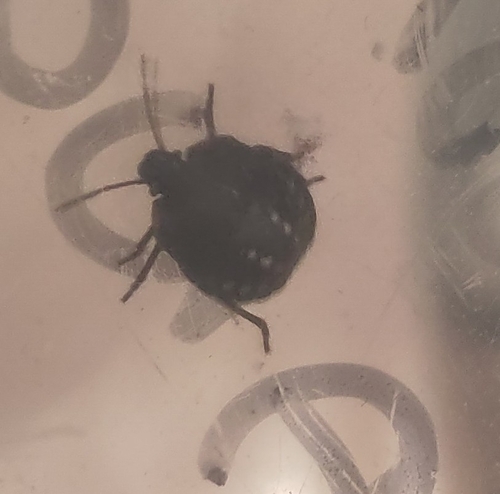 Southern Green Stink Bug