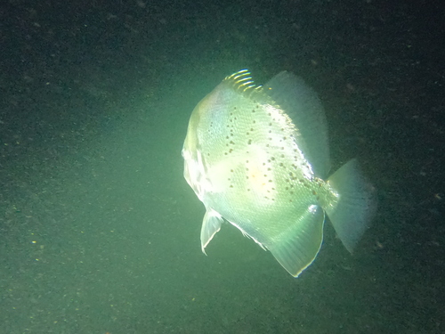 Spotted Sicklefish