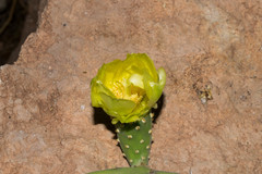 Opuntia rileyi