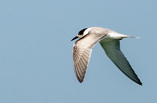 Common Tern observed by jsterling60