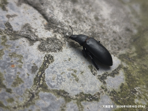 Promethis valgipes