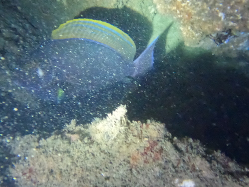 Yellowfin Surgeonfish