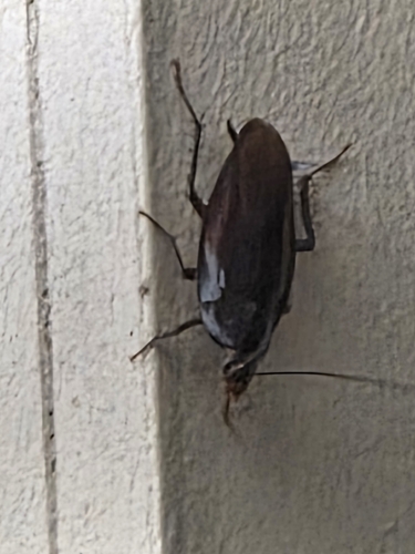 Smokybrown Cockroach