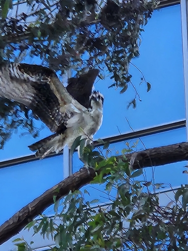 Osprey