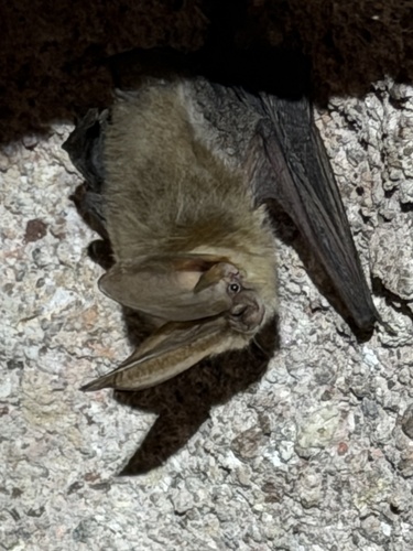 Townsend's Big-eared Bat