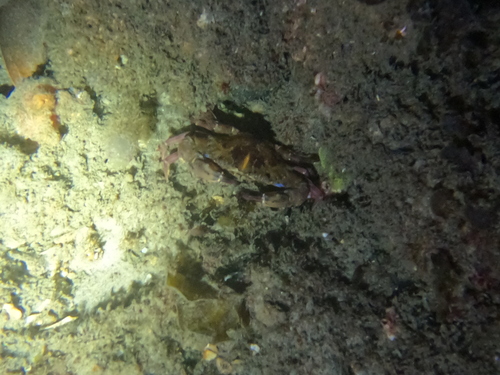Charybdis hellerii observed 2026-10-15