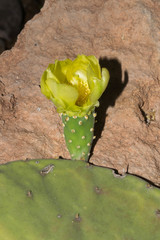 Opuntia rileyi