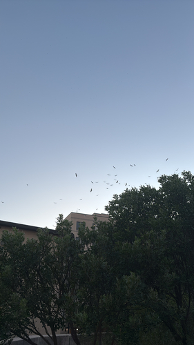 Turkey Vulture