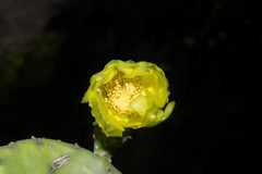 Opuntia rileyi