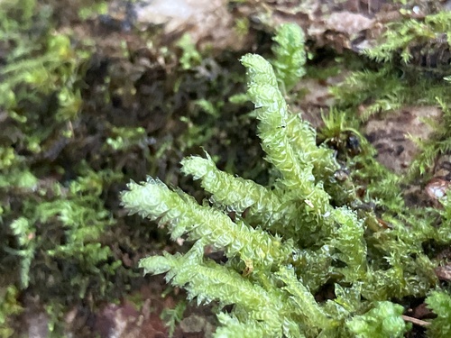 Neckera douglasii observed 2026-10-15