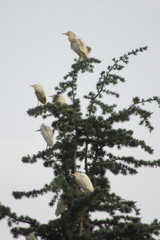 Bubulcus ibis