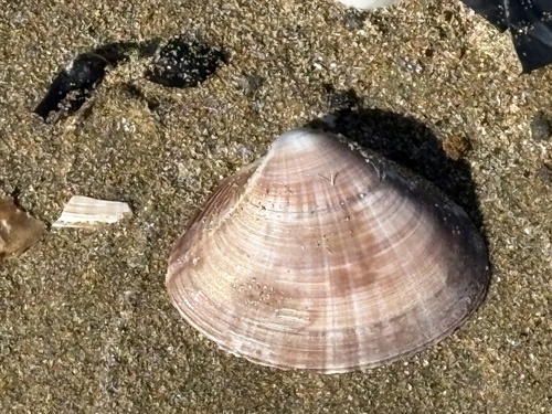 Mactra chinensis, 2026-10-15