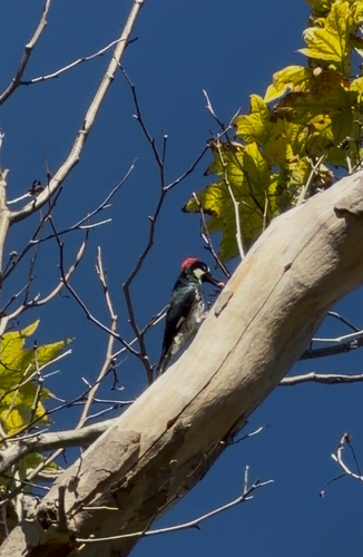 Acorn Woodpecker