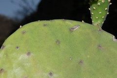 Opuntia rileyi