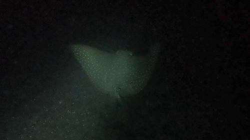 White-spotted Eagle Ray