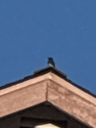 Black Phoebe