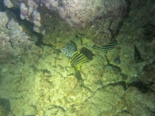 East-Australian Stripey