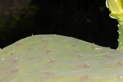 Opuntia rileyi