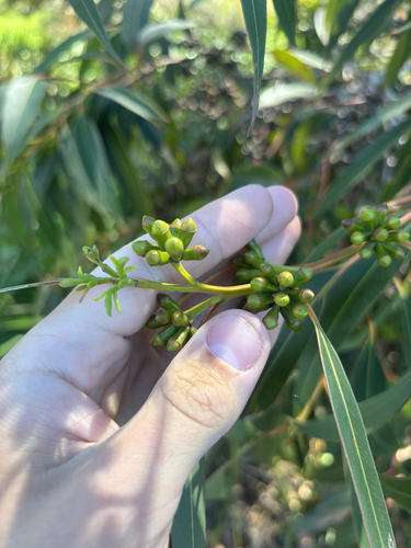 Eucalyptus botryoides observed 2026-10-16