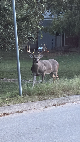 White-tailed Deer