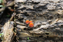 Scutellinia
