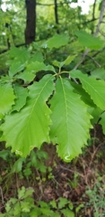 Quercus prinoides