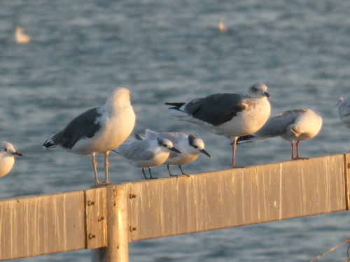 Sandwich Tern