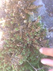Selaginellaceae