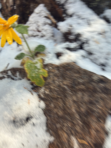 Arnica cordifolia observed 2026-10-15