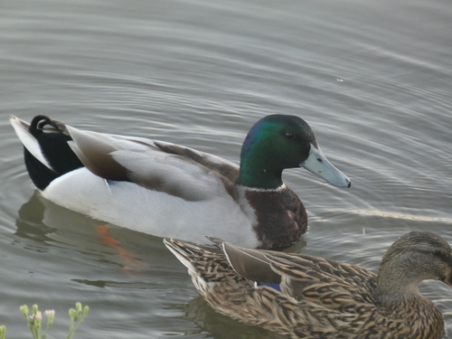 Mallard