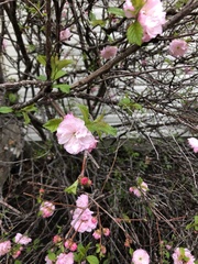 Prunus triloba