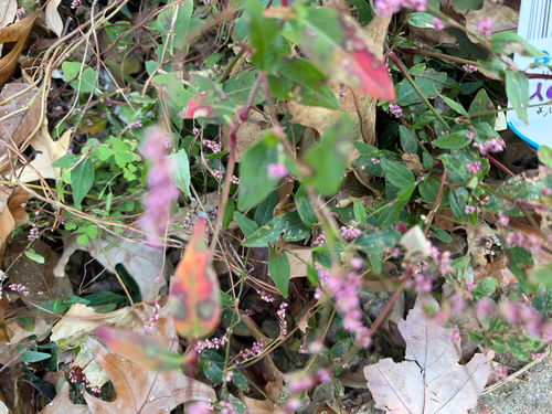 low smartweed