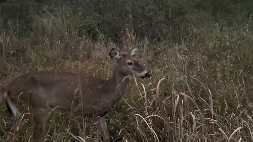 White-tailed Deer