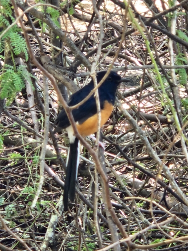 Copsychus malabaricus observed 2026-10-15