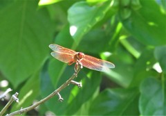 Libellula saturata