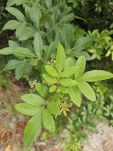 Schinus terebinthifolia observed 2026-10-15