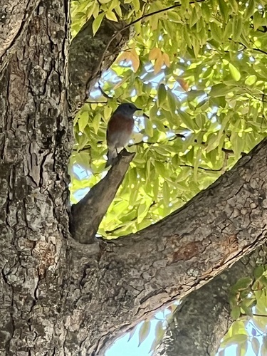 Western Bluebird
