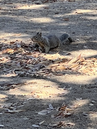 California Ground Squirrel
