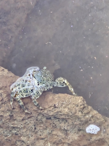 Grapsus longitarsis observed 2026-10-15