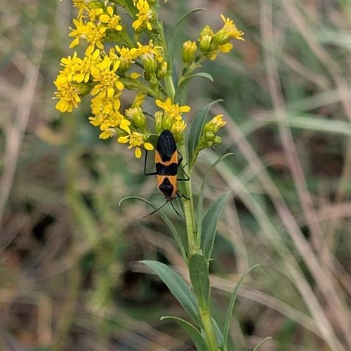 Large Milkweed Bug