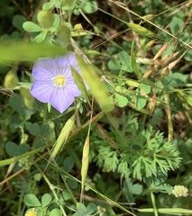 Linum pratense