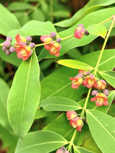 Cratoxylum cochinchinense observed 2026-10-16